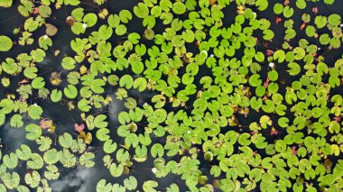 Mbombela, Güney Afrika 'daki Lilly Pad ve Göletinin insansız hava aracı fotoğrafları..