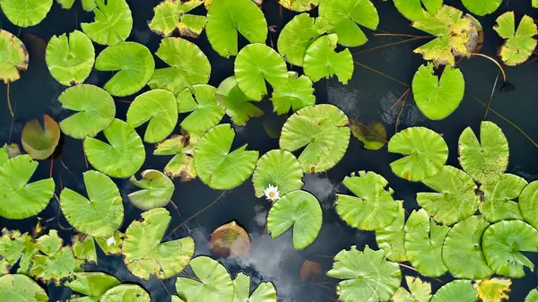Mbombela, Güney Afrika 'daki Lilly Pad ve Göletinin insansız hava aracı fotoğrafları..