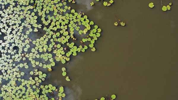 Drone photography of a Lilly pad and pond in Mbombela, South Africa.