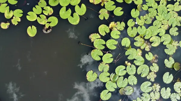 Mbombela, Güney Afrika 'daki Lilly Pad ve Göletinin insansız hava aracı fotoğrafları..