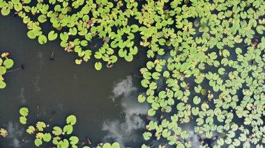 Mbombela, Güney Afrika 'daki Lilly Pad ve Göletinin insansız hava aracı fotoğrafları..