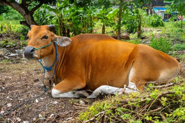 Kahverengi inek bir tarlada yatıyor. İnek mavi bir koşum takımı takıyor. İnek yerde yatıyor ve yeşil çimlerle çevrili. Dini törenler için inekler