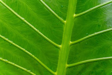 Üzerinde su damlaları olan bir yaprak. Yaprak yeşildir ve parlak bir görünüme sahiptir. Yaprağın üzerindeki su damlacıkları ona taze ve canlı bir görünüm verir.