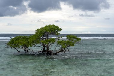 Ağaç okyanusta yetişir. Sahne sakin ve huzurlu, su ve ağaç sakin bir atmosfer yaratıyor.