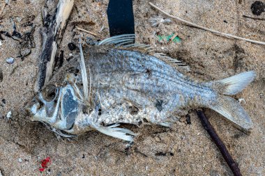 Ölü balık kumun üzerinde yatıyor. Balık kumla kaplı ve üzerinde birkaç delik var. Görüntü hüzünlü ve kasvetli, balığın cansız halini gösteriyor.