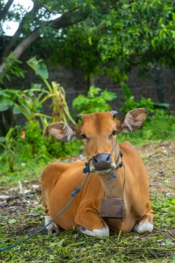 Kahverengi inek bir tarlada yatıyor. İnek mavi bir koşum takımı takıyor. İnek yerde yatıyor ve yeşil çimlerle çevrili. Dini törenler için inekler