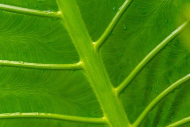 Üzerinde su damlaları olan bir yaprak. Yaprak yeşildir ve parlak bir görünüme sahiptir. Yaprağın üzerindeki su damlacıkları ona taze ve canlı bir görünüm verir.