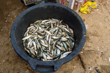 Balık dolu siyah kova kumun üzerinde oturuyor. Balıklar kovanın her tarafına dağılmış, bazıları tepeye, bazıları da alta yakın. Sahne bolluk hissi veriyor.