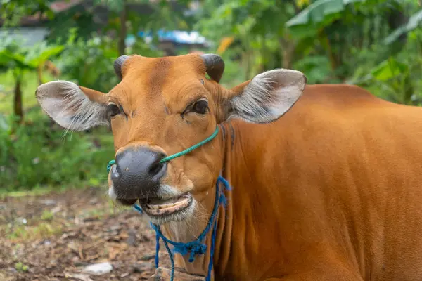 Kahverengi inek bir tarlada yatıyor. İnek mavi bir koşum takımı takıyor. İnek yerde yatıyor ve yeşil çimlerle çevrili. Dini törenler için inekler