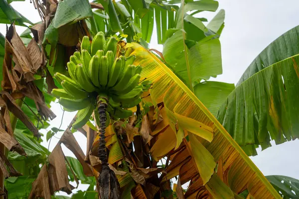 Ağaçtan sarkan muzlar. Muzlar yeşil ve sarıdır. Ağaç yapraklarla dolu.
