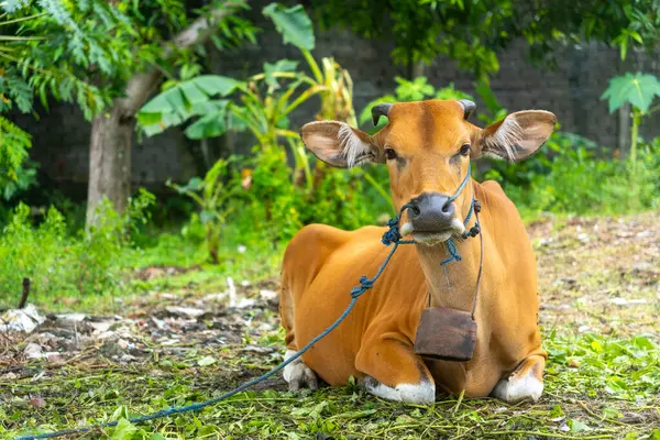 Kahverengi inek bir tarlada yatıyor. İnek mavi bir koşum takımı takıyor. İnek yerde yatıyor ve yeşil çimlerle çevrili. Dini törenler için inekler
