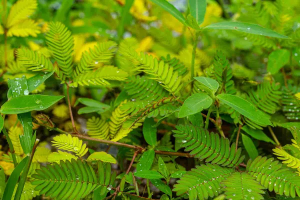 Islak yapraklı Mimosa bitkisi. Yapraklar yeşil ve bitki bir bahçede büyüyor.