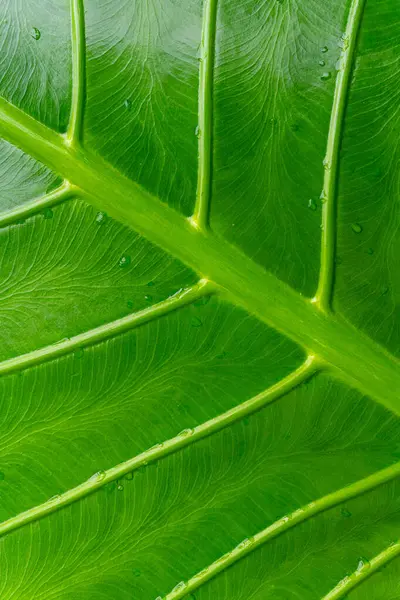 Üzerinde su damlaları olan bir yaprak. Yaprak yeşildir ve parlak bir görünüme sahiptir. Yaprağın üzerindeki su damlacıkları ona taze ve canlı bir görünüm verir.