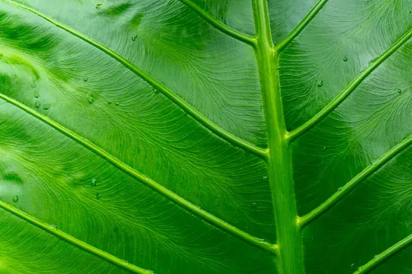 Üzerinde su damlaları olan bir yaprak. Yaprak yeşildir ve parlak bir görünüme sahiptir. Yaprağın üzerindeki su damlacıkları ona taze ve canlı bir görünüm verir.