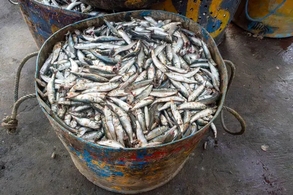 Balık dolu büyük bir kova yerde duruyor. Balıkların hepsi farklı boyutlarda ve renklerde ve hepsi üst üste yığılmış.