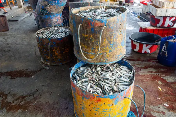 Balık dolu büyük kovalar yerde oturuyorlar. Balıkların hepsi farklı boyutlarda ve renklerde ve hepsi üst üste yığılmış.