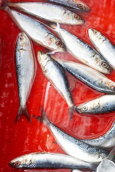 Bir sürü balık kırmızı bir konteynırda. Balıklar gümüş ve siyah.