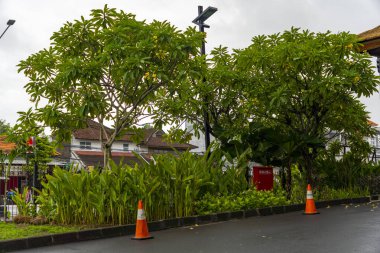 Bali, Endonezya - 10 Aralık 2024: bir sıra ağaç ve turuncu koni ile cadde. Koniler yolun kenarına dizilmiş.