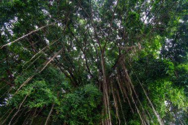 Yeşil yaprakları ve kahverengi dalları olan büyük bir ağaç. Ağaç yolun yanındaki kaldırımda büyüyor.