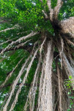 Yeşil yaprakları ve kahverengi dalları olan büyük bir ağaç. Ağaç yolun yanındaki kaldırımda büyüyor.