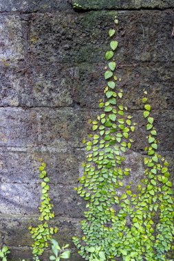 Yeşil sarmaşıklarla kaplı bir duvar. Sarmaşıklar duvarda büyüyor ve tüm yüzeyi kaplıyorlar.