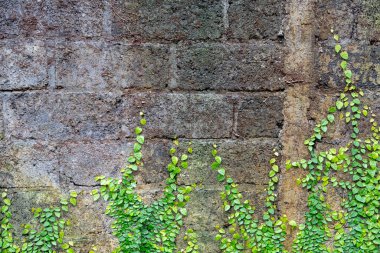 Yeşil sarmaşıklarla kaplı bir duvar. Sarmaşıklar duvarda büyüyor ve tüm yüzeyi kaplıyorlar.