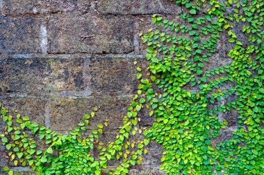 Yeşil sarmaşıklarla kaplı bir duvar. Sarmaşıklar duvarda büyüyor ve tüm yüzeyi kaplıyorlar.