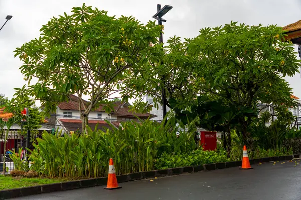 Bali, Endonezya - 10 Aralık 2024: bir sıra ağaç ve turuncu koni ile cadde. Koniler yolun kenarına dizilmiş.