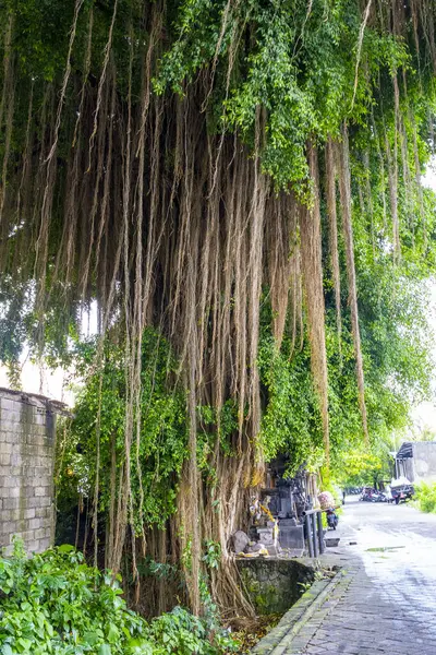 Bali, Endonezya - 10 Aralık 2024: Yeşil yapraklı ve kahverengi dallı büyük ağaç. Ağaç yolun yanındaki kaldırımda büyüyor.