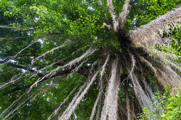 Yeşil yaprakları ve kahverengi dalları olan büyük bir ağaç. Ağaç yolun yanındaki kaldırımda büyüyor.