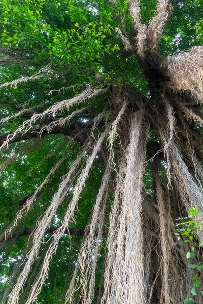 Yeşil yaprakları ve kahverengi dalları olan büyük bir ağaç. Ağaç yolun yanındaki kaldırımda büyüyor.