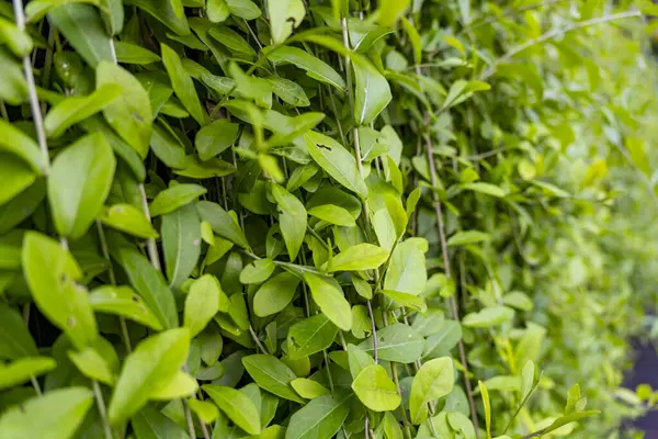 Yaprakları yeşil ve sağlıklı olan yemyeşil çitler. Yapraklar birbirine sıkıca sarılıp yoğun ve eksiksiz bir görünüm oluşturacak şekilde sıralanır.