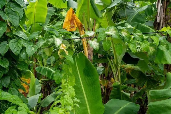 Bir sürü bitki ve ağacın olduğu yemyeşil bir alan. Bitkiler yeşil ve sağlıklı, ve tarla hayat dolu.