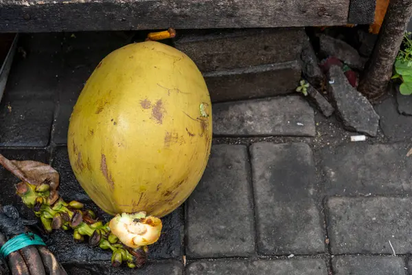 Yere yeşil hindistan cevizi yığını. Hindistan cevizleri olgunlaşmış ve sert bir kabukları var.