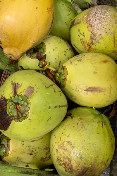 Yere yeşil hindistan cevizi yığını. Hindistan cevizleri olgunlaşmış ve sert bir kabukları var.
