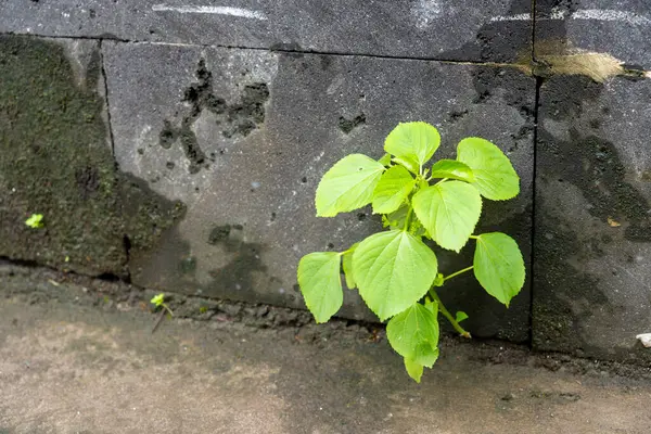 Yeşil yosunlu tuğla duvar. Yosun duvarları ve tuğlaları kaplıyor.