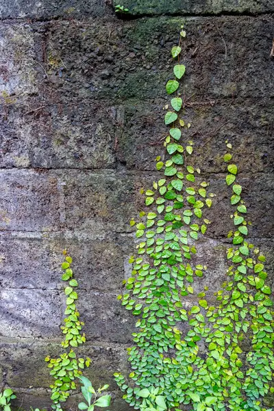 Yeşil sarmaşıklarla kaplı bir duvar. Sarmaşıklar duvarda büyüyor ve tüm yüzeyi kaplıyorlar.
