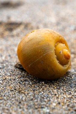 Kumun üzerinde büyük bir kabuk var. Kabuk turuncu ve spiral bir şekli var. Kabuk kısmen kumla kaplı.