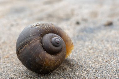 Kumun üzerinde büyük bir kabuk var. Kabuk kahverengidir ve spiral bir şekli vardır. Kabuk kısmen kumla kaplı.