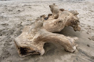 Arka planda okyanus olan büyük kütük plajda yatıyor. Sahne huzurlu ve sakin, dalgaların sesi uzaktan çarpıyor.