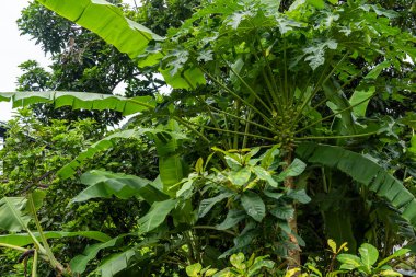 Papaya, papaw ya da pawpaw, papayagiller (Carica papaya) familyasından bir bitki türü.