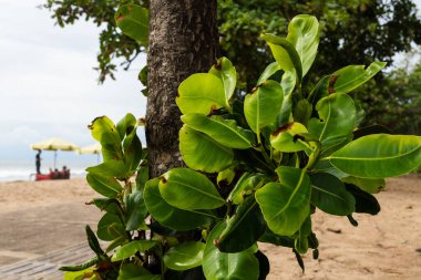Yeşil yapraklı ağaç sahilde büyüyor. Kumsal boş ve arka planda sarı bir şemsiye var.
