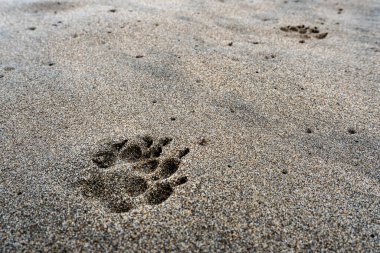 Pençe izi kumda. Kum açık kahverengi ve pati izi koyu kahverengi.