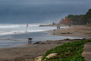 Bali, Endonezya - 11 Aralık 2024: Köpek ağzında kırmızı bir bayrak ile sahilde yürüyor. Kumsal boş ve gökyüzü bulutlu.