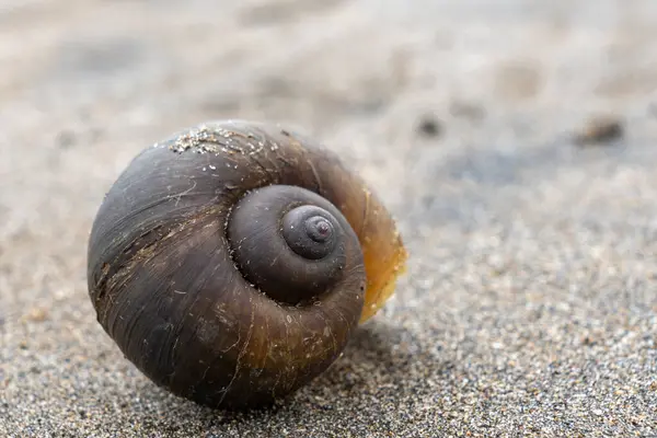 Kumun üzerinde büyük bir kabuk var. Kabuk kahverengidir ve spiral bir şekli vardır. Kabuk kısmen kumla kaplı.