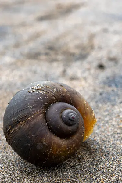 Kumun üzerinde büyük bir kabuk var. Kabuk kahverengidir ve spiral bir şekli vardır. Kabuk kısmen kumla kaplı.