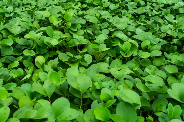 Bir sürü yaprağı olan yemyeşil bir bitki tarlası. Saha bitkilerle dolu ve bir sürü yeşillik var.