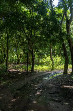 Ortasında toprak yol olan bir orman. Yol çamurlu ve ağaçlar yeşil.