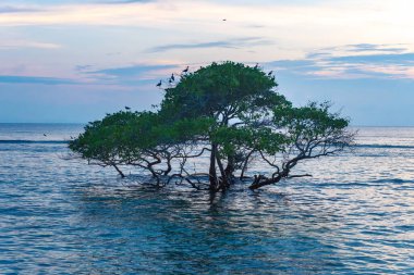Etrafında kuşlar uçuşurken, ağaç okyanusta yüzüyor. Gökyüzü mavi ve su sakin.