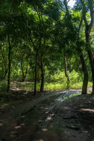 Ortasında toprak yol olan bir orman. Yol çamurlu ve ağaçlar yeşil.